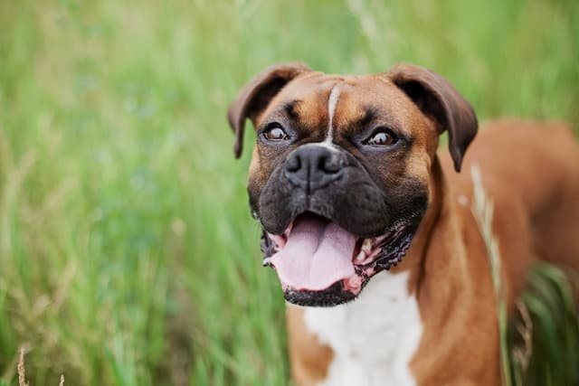 Short-Haired brown dog standing in grass